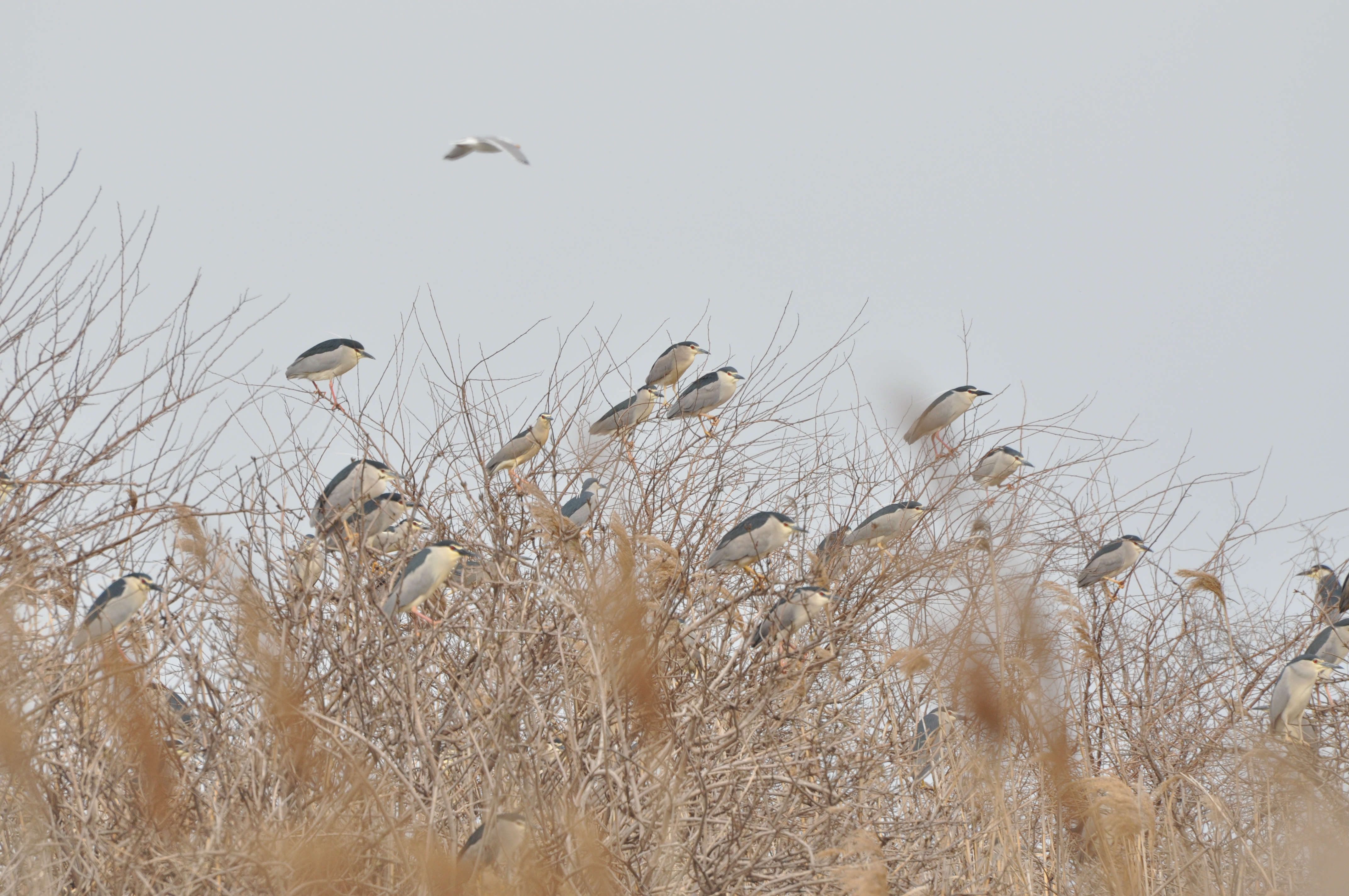 Sim Maiakiv - Black-crowned Night Heron